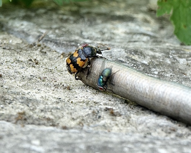 burying beetle